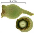 Rosita de cacao ، Cacahuaxochitl ، Flor de cacao ، Lexarza funebris La Llave ، Funeral Tree
